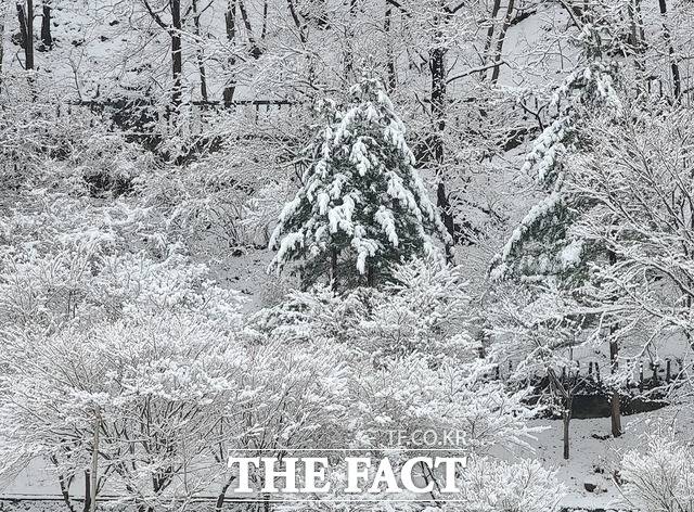 경북 봉화군 산간지역에 폭설이 내렸다/봉화=이민 기자