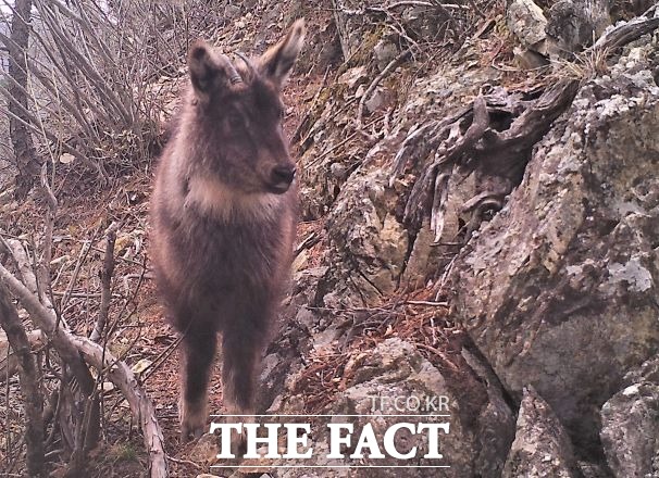 19일 환경부 원주지방환경청은 겨울철 한파와 폭설로 먹이공급에 어려움을 겪는 산양을 위해 삼척 가곡 지역에 설치된 먹이 공급대에서 산양 5마리가 먹이활동을 하는 것이 확인되었다고 밝혔다. /원주지방환경청 제공