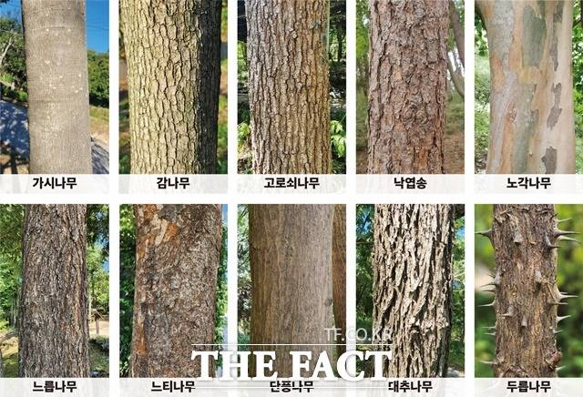 산림청이 소나무, 단풍나무 등 41종 나무껍질 데이터를 개방한다. / 산림청 제공