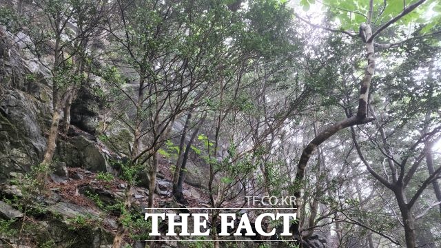 20일 산림청은 백두대간의 향로봉에서 깃대배기봉까지 이르는 태백산 권역 157km에 대한 자원실태변화 조사결과, 태백산 권역 석병산 일대에서 나무높이가 최고 6m에 이르는 회양목 군락지가 발견됐다고 밝혔다./산림청 제공