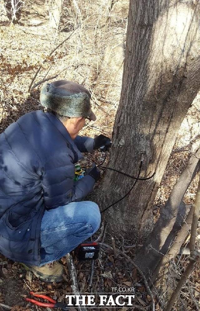 고로쇠 수액 채취 모습/하동군 제공