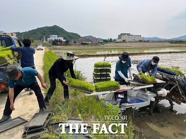 모내기 모습. /진천군 제공.