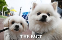  매년 제주에서 버려지는 반려동물 '감소세'