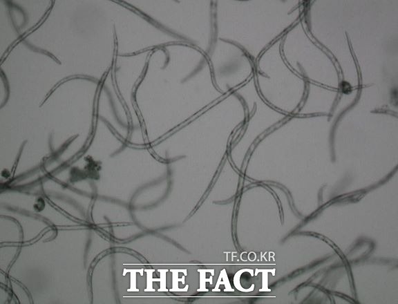 1일 북부지방산림청은 올해 강원도 등 북부권에 전년도에 비하여 2배 이상 급증할 것으로 예측돼, 이날부터 ‘북부권(경기·강원) 재선충병 1차 진단기관’인 ‘북부지방산림청 재선충병 검경실’을 본격 가동한다고 밝혔다./북부지방산림청