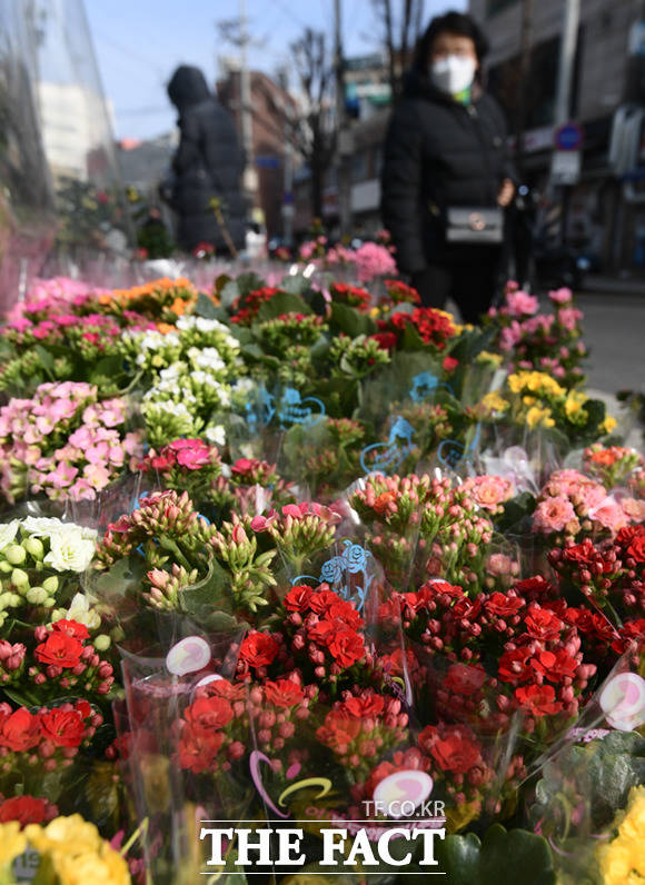 24절기 중 첫번째 절기인 입춘(立春)을 하루 앞둔 3일 오전 서울 종로꽃상가를 찾은 시민들이 꽃 구경을 하고 있다.