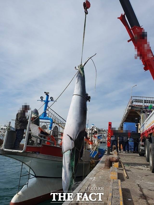 그물에 걸려 혼획된 밍크고래/사천해경