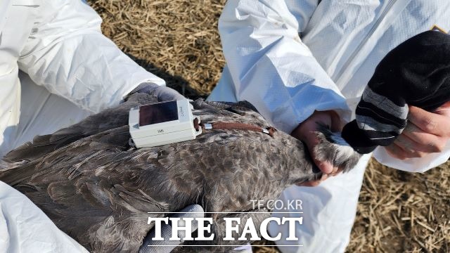 순천시와 한국환경생태연구소 관계자들이 순천만에서 포획된 흑두루미에 위취추적기를 부착하고 있다. /순천시