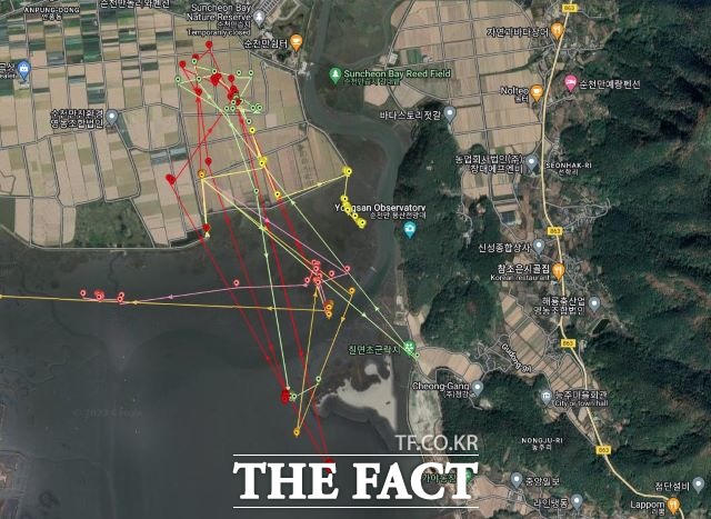 흑두루미에 부착된 위치추적기로 이들의 이동경로가 선명하게 드러나 있다. /순천시