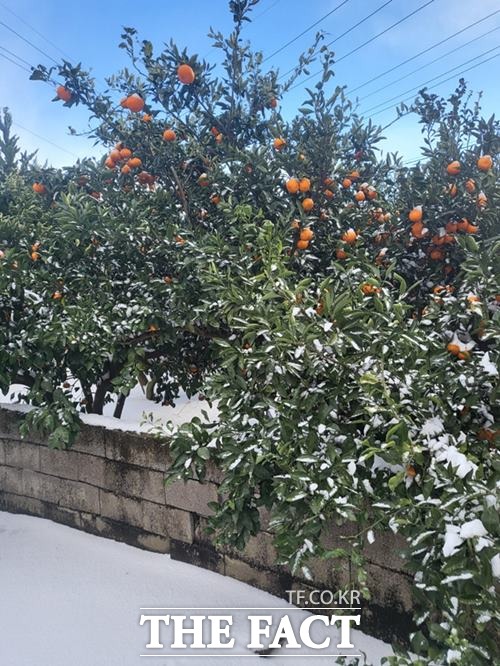 제주에 내린 눈이 소복히 쌓인 감귤원의 모습/ 제주도