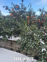  연이은 제주 폭설에 노지 만감류 피해 속출