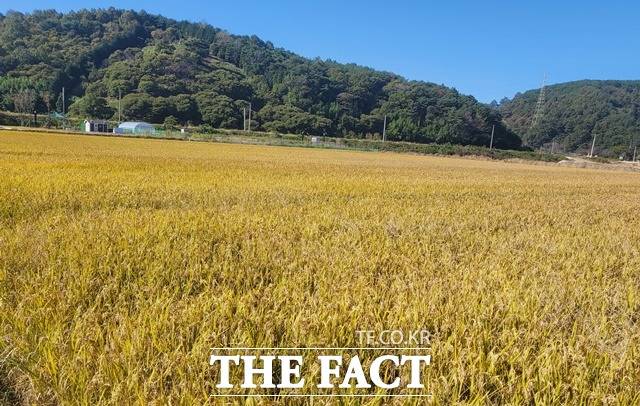 하동군 올해 처음으로 전략작물직불제 도입 /  하동군