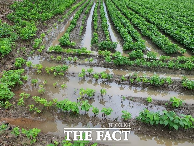 익산시 전략작물직불제는 밥쌀용 벼 과잉생산 재배를 줄이고 수입의존도가 높은 밀·콩·가루 쌀 등 생산을 확대해 쌀 수급 안정과 농가소득을 높이기 위해 마련됐다. /더팩트DB