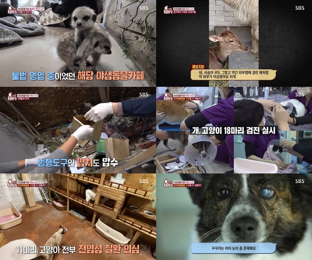 12일 방송된 SBS 동물농장에서는 지난해 11월 방송된 야생동물 카페 편의 두 번째 이야기가 공개됐다. /SBS 제공