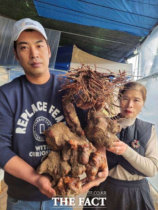 지난 8일 박필순씨와 최용원 모자가 발견한 초대형 하수오 뿌리./한국전통심마니협회