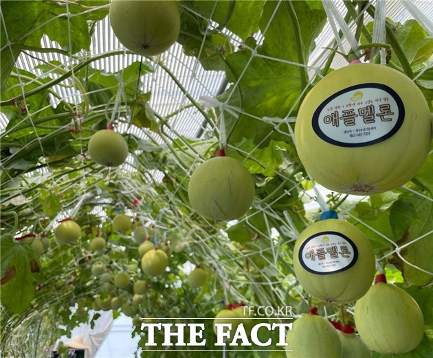 광주시 농업기술센터는 새로운 작목인 ‘애플멜론’ 재배에 도전할 시설원예 농가 4곳을 22일까지 모집한다고 15일 밝혔다./광주시