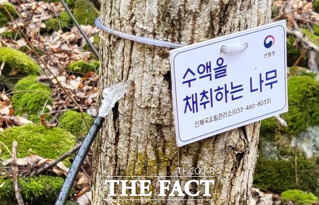 20일 북부지방산림청(청장 임하수)은 올해 고로쇠수액 11만L를 양여할 계획이다.고 밝혔다./북부지방산림청