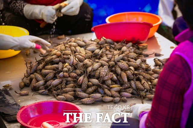 창원진동미더덕축제가 4년 만에 돌아온다. 창원시는 오는 5월 12~14일 축제를 개최할 예정이다./창원시
