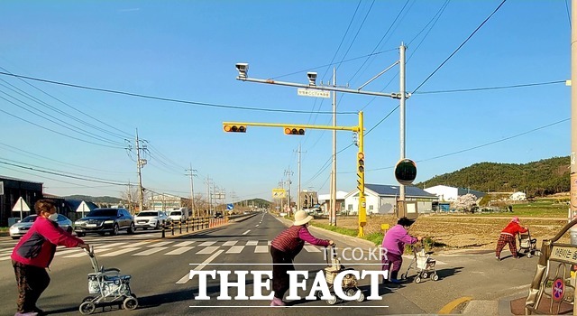 전남의 한 시골 마을에서 인구 고령화의 단면을 여실히 보여주는 듯 할머니들이 줄지어 도로를 건너고 있다. / 제보자