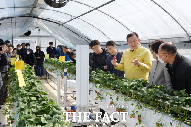 담양군은 22일 담양 육성 프리미엄 딸기, ‘죽향’의 로봇 수확 시연회를 개최했다고 밝혔다./담양군