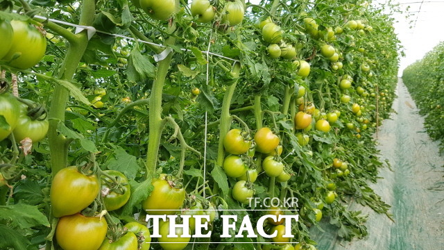 토마토 좋아하는 사람들이 맛으로는 첫손에 꼽는다는 ‘장성 분향 찰토마토’가 23일 출하를 알렸다./장성군