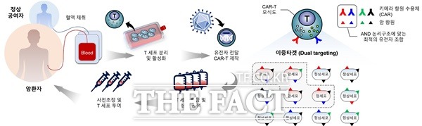 CAR-T 세포치료제의 제작 및 투여 과정과 CAR를 이용한 암세포 특이적 이중타겟 모식도 / KAIST