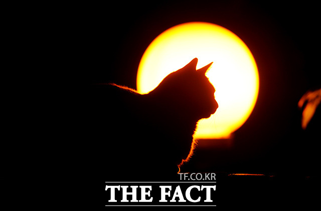 마라도 내 길고양이들이 3일 포획, 반출돼 제주 본섬으로 이동한다. 사진은 기사내용과 무관함/더팩트DB