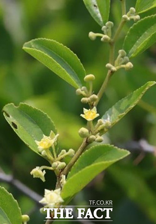 갯대추나무 잎 / 국립산림과학원