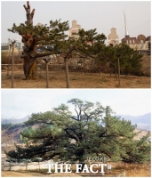  '독극물 테러' 당했던 280살 곰솔나무…전주시 체계적 관리 착수
