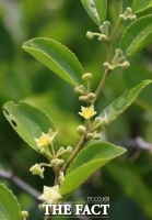  국립산림과학원 '갯대추나무 비만 개선 효능'