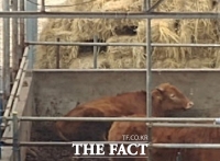  강원도, 내년 무허가 축사 적법화 기한 임박에 비상...도내 무허가 축사 31%