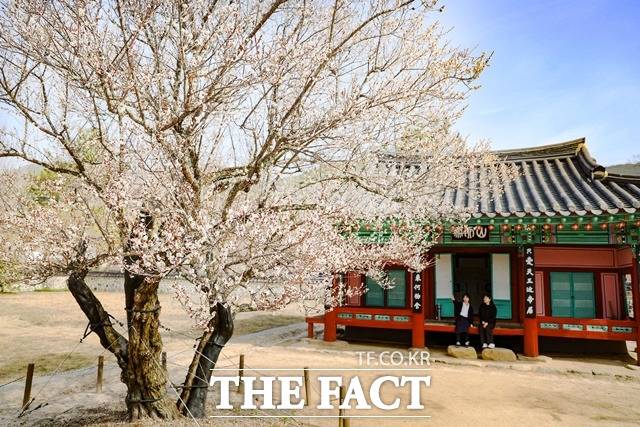 산천재의 남명매/산청군