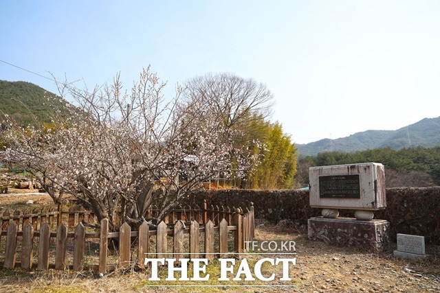 산청군 단성면 운리 단속사지의 정당매/산청군