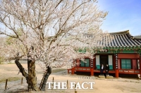  남명 조식 선생이 심은 산천재 남명매 등 '산청 3매' 일제히 꽃 피워
