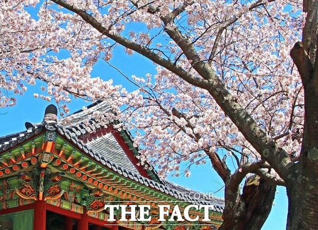 10일 강릉시는 코로나19로 열리지 못했던 강릉 ‘경포 벚꽃 축제’가 지난 2019년 이후 4년 만에 야외행사로 오는 4월 4일 개최된다고 밝혔다./강릉시