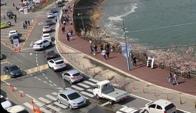 광양매화축제장 주변 도로가 밀려든 차량으로 주차장을 방불케 했다. /독자