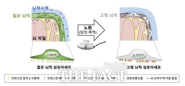 노화로 인한 뇌막 성질 변화 연구에 대한 대표 모식도. 김 교수 연구팀은 뇌막 자체의 기질(matrix) 특성 변화에 따른 물리적/세포적 변화를 관찰했다. / KAIST