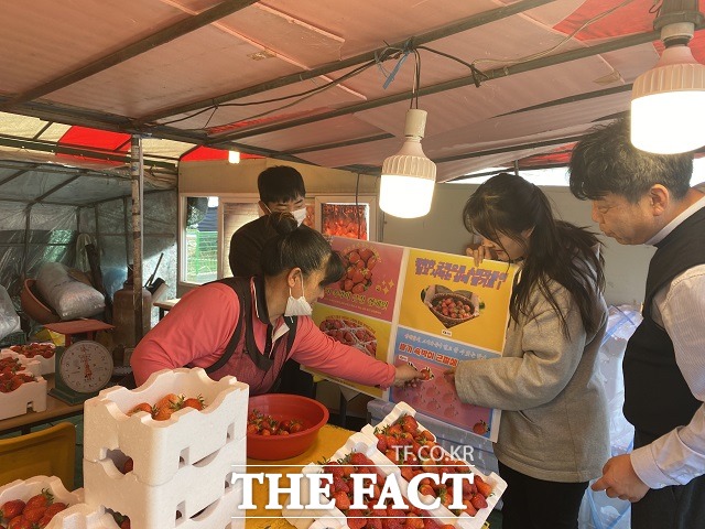 전북 완주군이 삼례딸기 축제를 계기로 딸기 브랜드 이미지 제고에 나선다. / 완주군