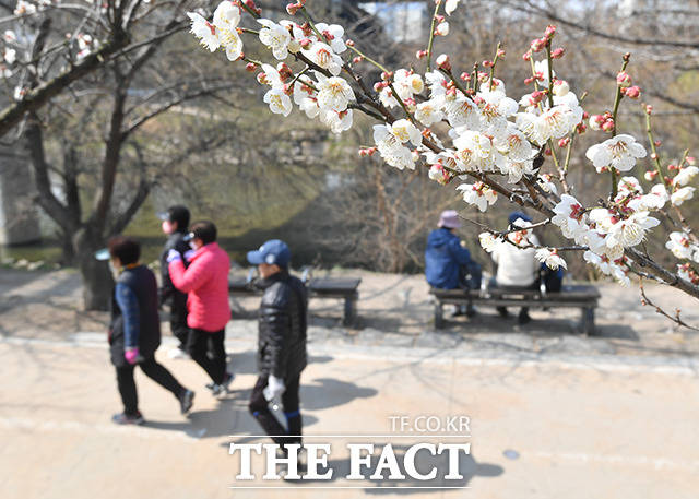 완연한 봄 날씨를 보이는 19일 오후 서울 성동구 하동매실거리를 찾은 시민들이 거리를 걷고 있다. /박헌우 기자