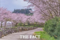  제주 숨은 벚꽃 명소 '웃물교'를 아시나요?