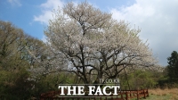  국립수목원 왕벚나무의 기원에 관한 과학적 근거 연구한다