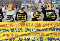  '강아지 공장-경매장' 폐쇄하라 [TF사진관]
