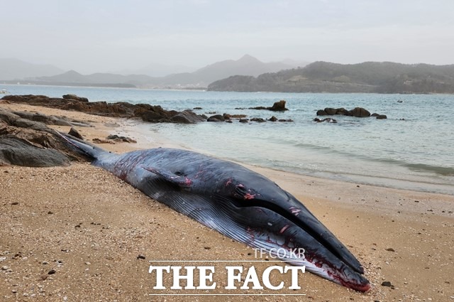 지난 23일 오후 7시 12분께 전북 부안군 변산반도 하섬 인근 백사장에서 멸종위기종인 브라이드 고래 사체가 발견됐다. /부안해양경찰서
