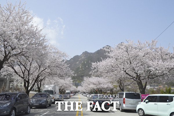 지난해 만개한 동학사 벚꽃을 보기위해 몰린 광광객의 차량들이 붐비고 있다./공주시