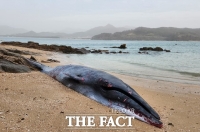  부안 하섬서 멸종위기종 '브라이드' 고래 사체 발견