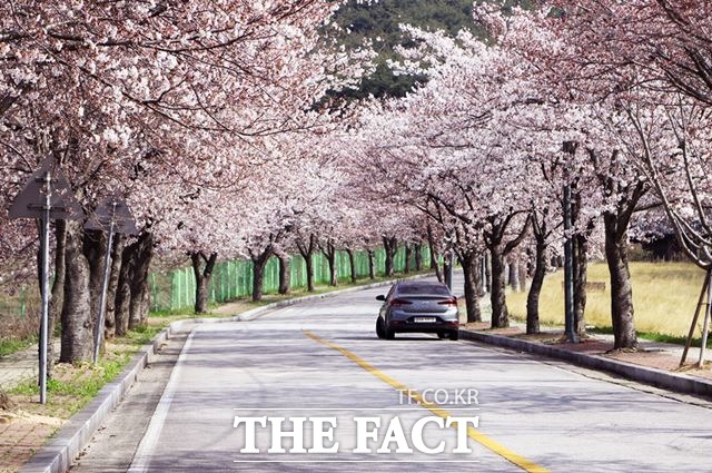 오는 31일부터 4월 1일까지 전북 고창군 석정 벚꽃길에서 제1회 벚꽃축제가 개최된다. /고창군