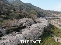  국내 최대 규모 '화개장터 벚꽃축제' 4년 만에 열린다