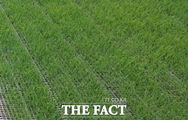 29일 양구군은 쌀 적정 생산 추진단’을 구성해 벼 재배면적 72.3ha 감축에 나선다고 밝혔다. / 더팩트BD