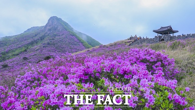 산청군 황매산 철쭉 / 산청군