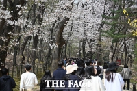  포근한 봄 날씨…'벚꽃 산책' 즐기는 직장인들 [TF사진관]