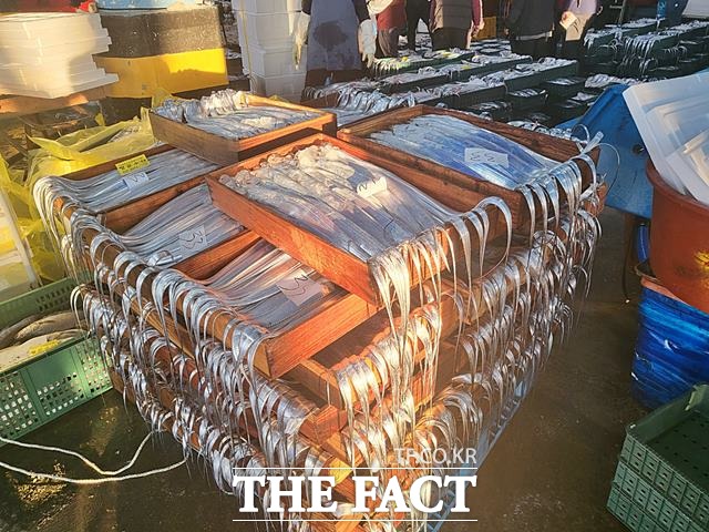 제주도내 수협 어판장에서 위판되는 생물 갈치 모습./더팩트DB